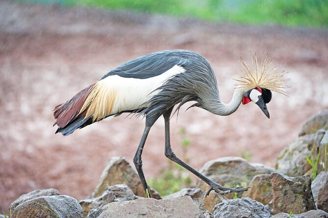 African Wildlife Safari 7 Days - What $3,445.50 buys you in seven days