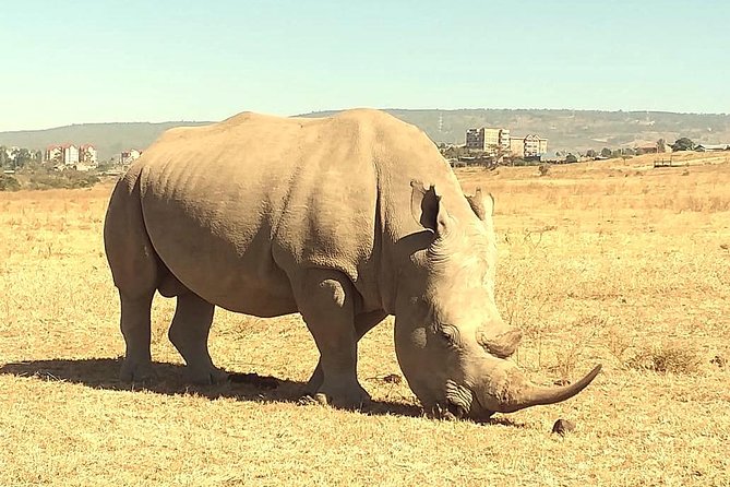 Afternoon half day mini safari to Nairobi National Park - Why the private guide matters on a short outing