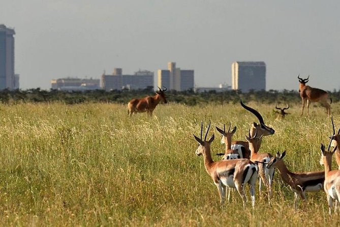 Afternoon half day mini safari to Nairobi National Park - Is $190 per person good value?