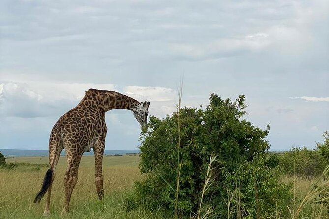 Afternoon half day mini safari to Nairobi National Park - Who will get the most from this afternoon safari?