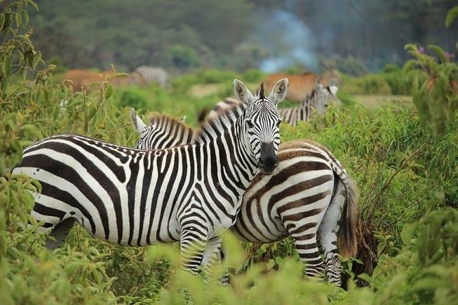 Afternoon half day mini safari to Nairobi National Park - Booking, cancellation, and practical details