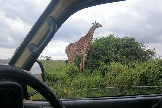 Airport Pick Up To Nairobi National Park / Drop Off - Weather can change the feel of the day