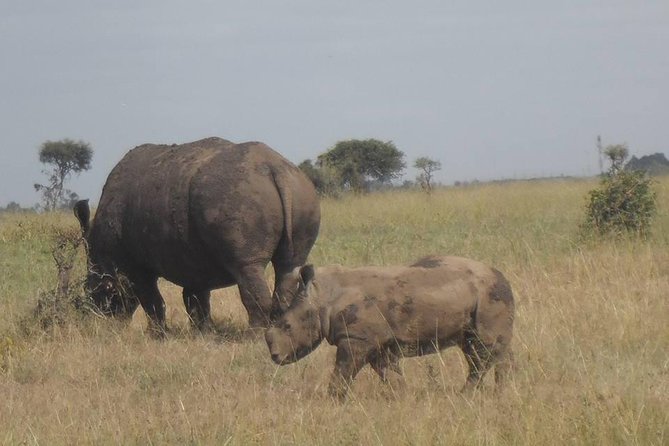Airport Pick Up To Nairobi National Park / Drop Off - What the price includes, and what it leaves out