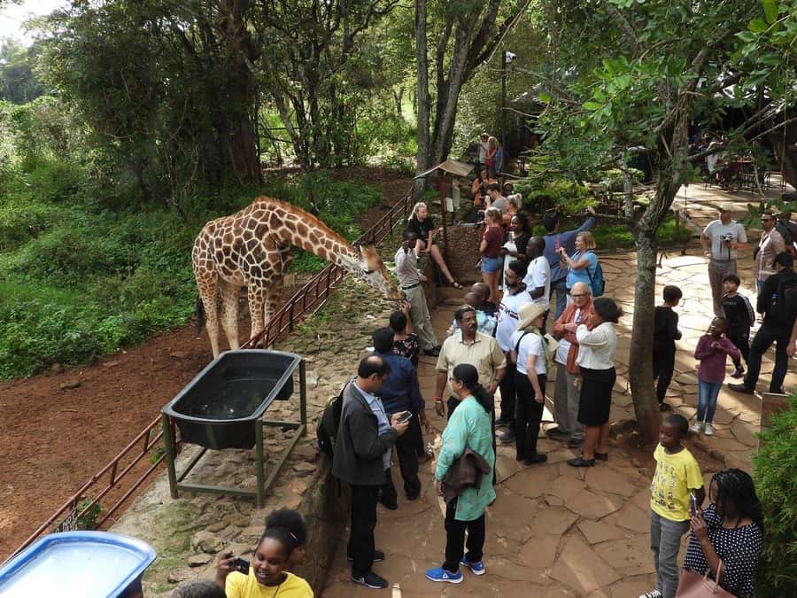 All-Inclusive: Giraffe Centre & Kazuri Beads Factory Visit - Meeting the giraffes in Nairobi’s Karen suburb