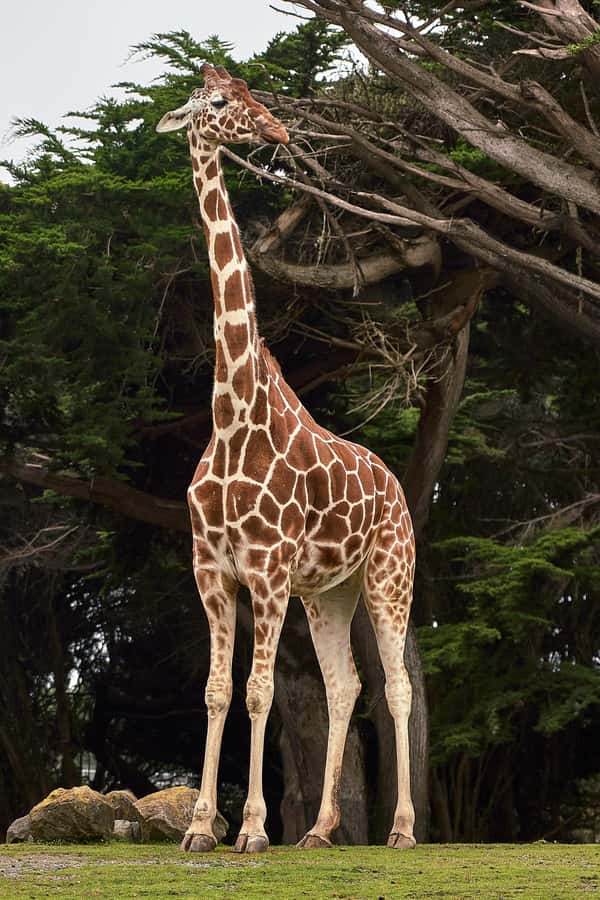All-Inclusive: Giraffe Centre & Kazuri Beads Factory Visit - From clay to jewelry at Kazuri Beads