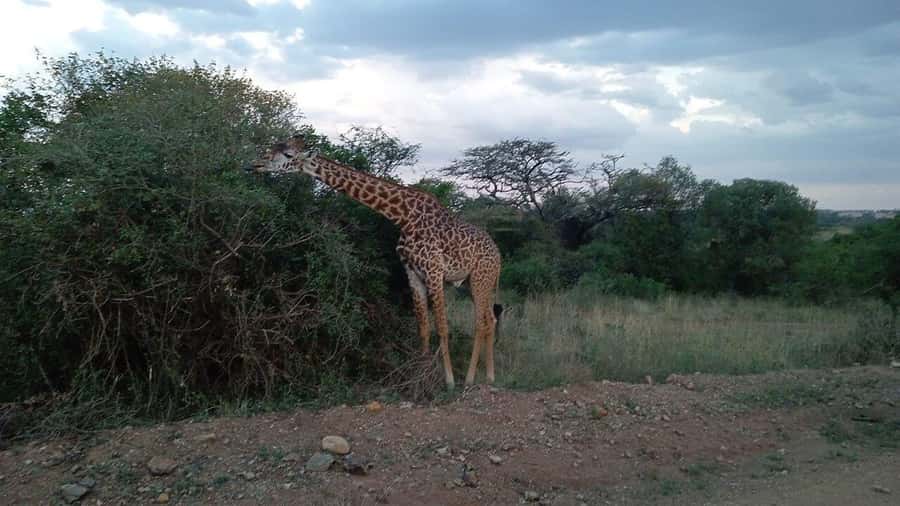 All-Inclusive: Giraffe Centre & Kazuri Beads Factory Visit - What the Rothschild’s giraffe lesson adds