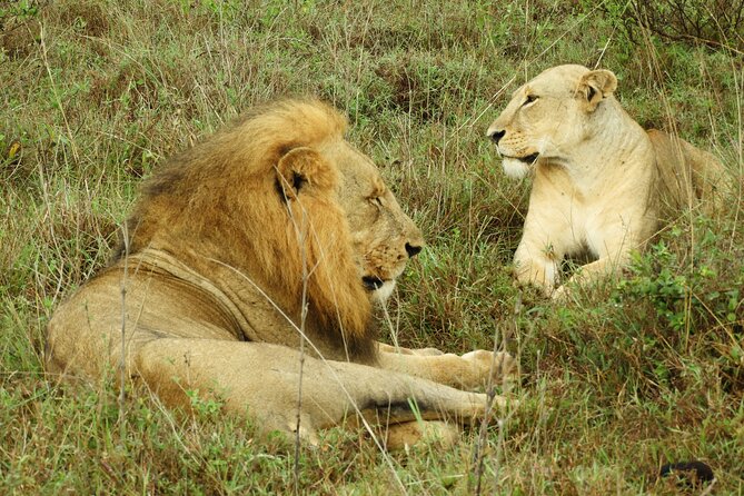 Amboseli Day Tour from Nairobi - Adding the Maasai community visit