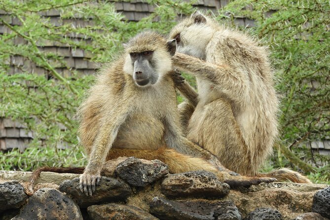 Amboseli Day Tour from Nairobi - Who should book this day trip