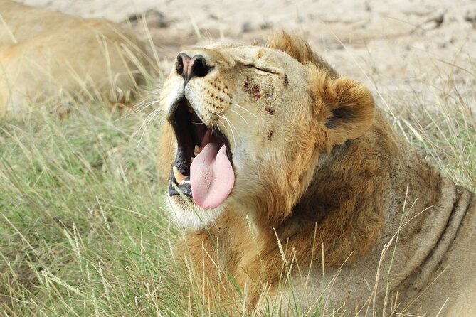 Amboseli Day Tour from Nairobi - Practical details worth confirming