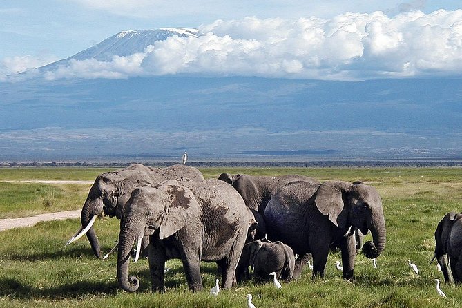 Amboseli Day Trip from Nairobi - Lunch at the park and the Observation Hill option