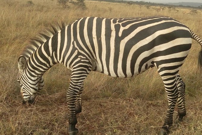 Amboseli Day Trip from Nairobi - Who will enjoy this day most