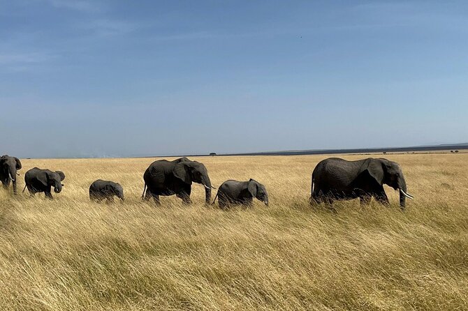 Amboseli day trip with pick up - The 5am departure from Nairobi