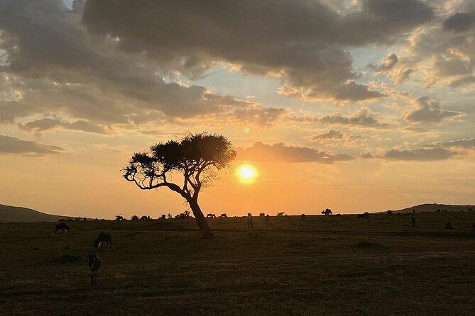 Amboseli day trip with pick up - Elephants, lions, and the red dust of Amboseli