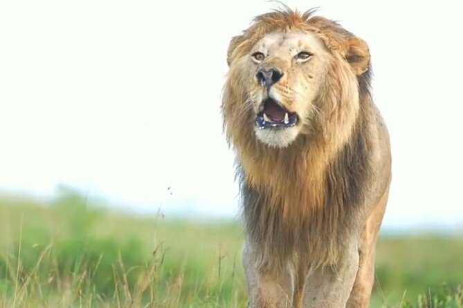 Amboseli Day Trip with Pickup - What people praise most about the day