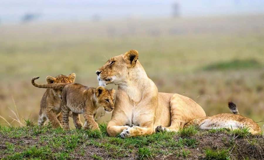 Amboseli National Park 3-Day Safari from Nairobi - Key points before you book