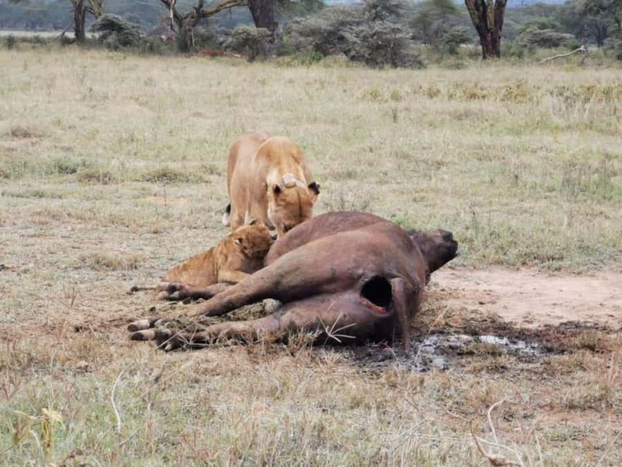 Amboseli National Park 3-Day Safari from Nairobi - Why Amboseli works so well for a short safari