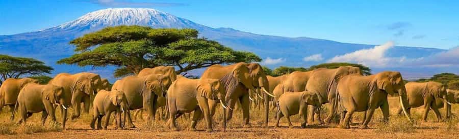 Amboseli National Park 3-Day Safari from Nairobi - Your first Amboseli game drive