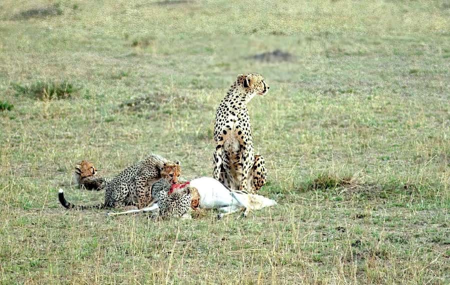 Amboseli National Park 3-Day Safari from Nairobi - Lunch, camp time, and the first night