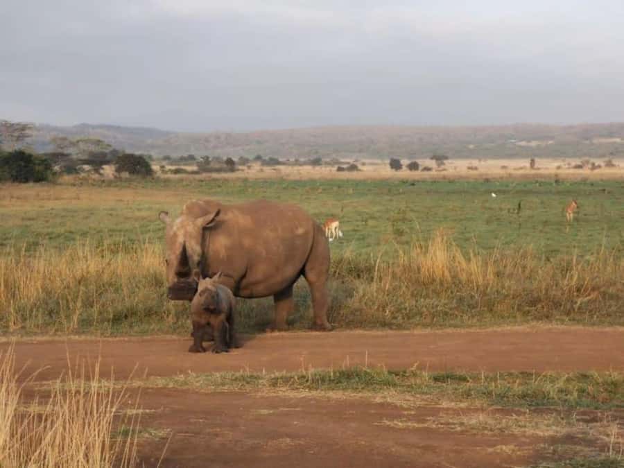 Amboseli National Park 3-Day Safari from Nairobi - Morning light, marshes, and Observation Hill