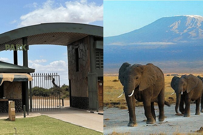 Amboseli National Park Day tour; Free Wifi Connection - Wildlife viewing beneath Mount Kilimanjaro