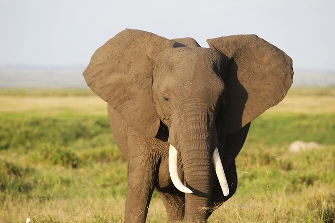 Amboseli National Park Day tour; Free Wifi Connection - Lunch at Oltukai Lodge, at your own cost