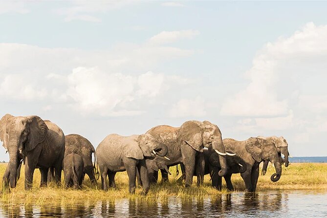 Amboseli National Park Day tour; Free Wifi Connection - What the $199 price really offers