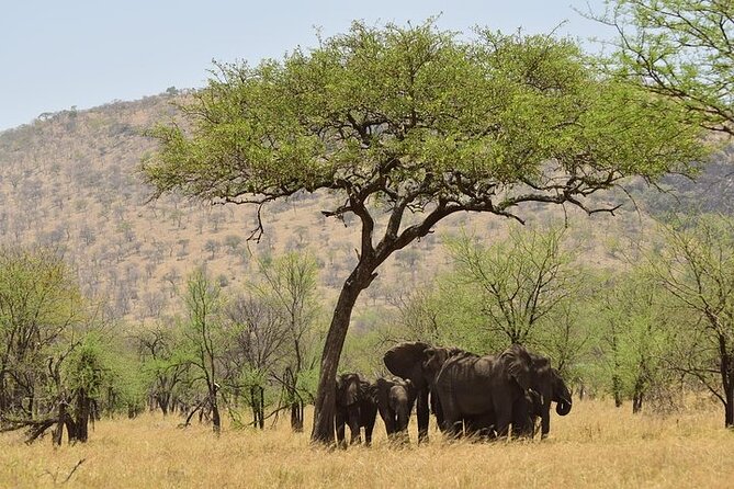 Amboseli National Park Day tour; Free Wifi Connection - Leaving Nairobi at 5:00 am