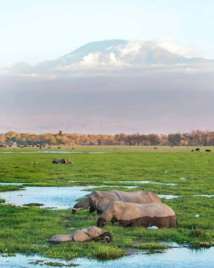Amboseli National Park Day Trip and Maasai Village Visit - Why Amboseli makes a long day worthwhile
