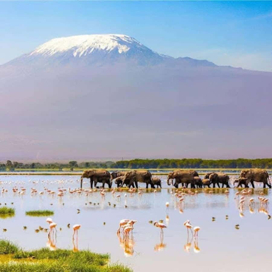 Amboseli National Park Day Trip and Maasai Village Visit - Who will enjoy this safari most