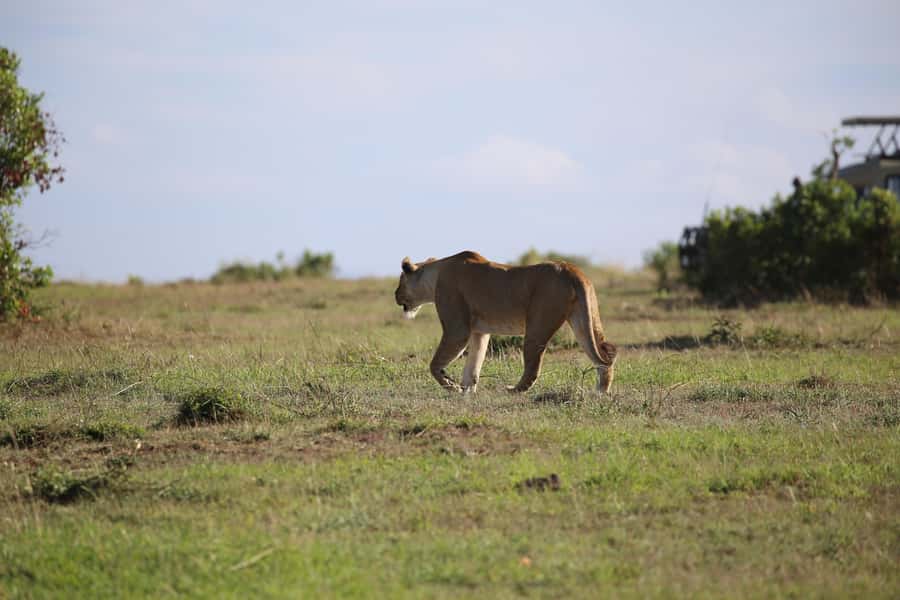 Amboseli National Park Day Trip and Maasai Village Visit - Entering Amboseli and finding the elephants