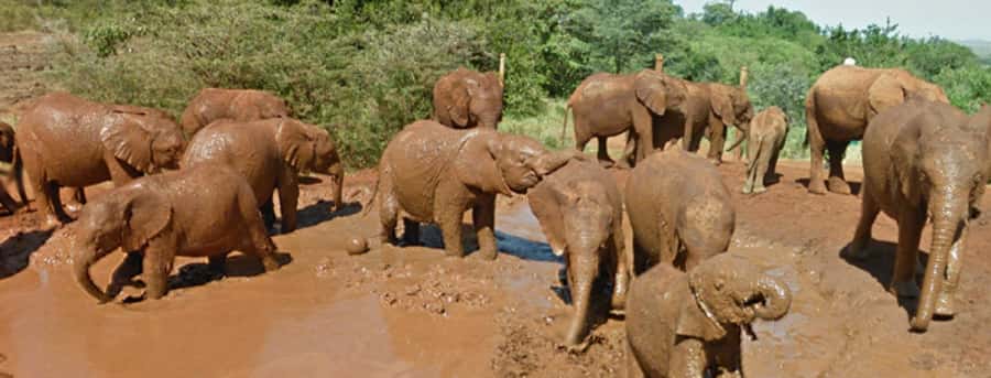 Amboseli National Park Day Trip from Nairobi - The first game drive in Amboseli