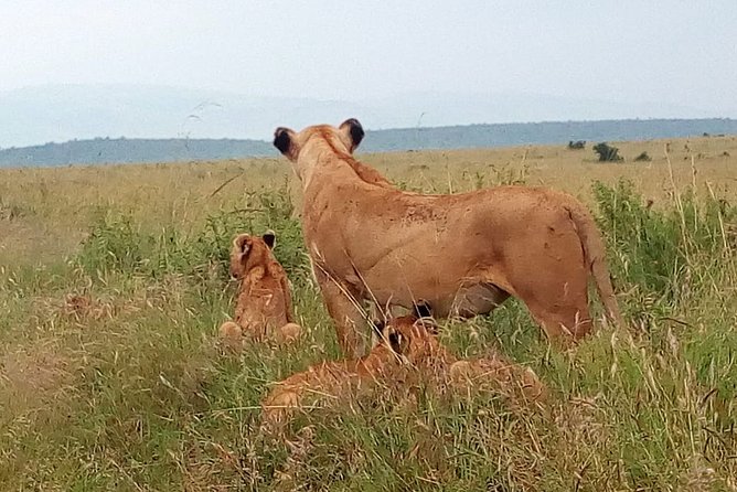 Amboseli National park Day trip:Mt kilimanjaro Views - Wildlife viewing when time is tight