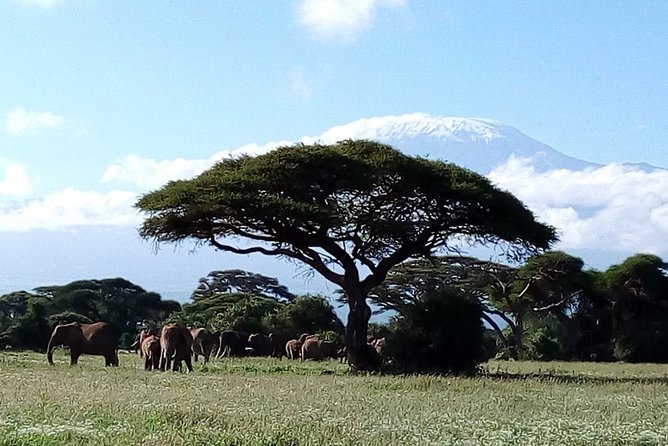 Amboseli National park Day trip:Mt kilimanjaro Views - Lunch, bottled water, and the on-site pool