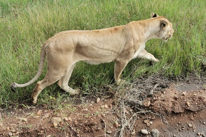 Amboseli National park Day trip:Mt kilimanjaro Views - Practical booking advice before you go