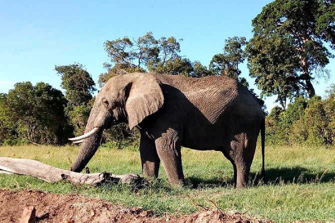 Amboseli National park Day trip:Mt kilimanjaro Views - The early pickup and 3.5-hour ride from Nairobi