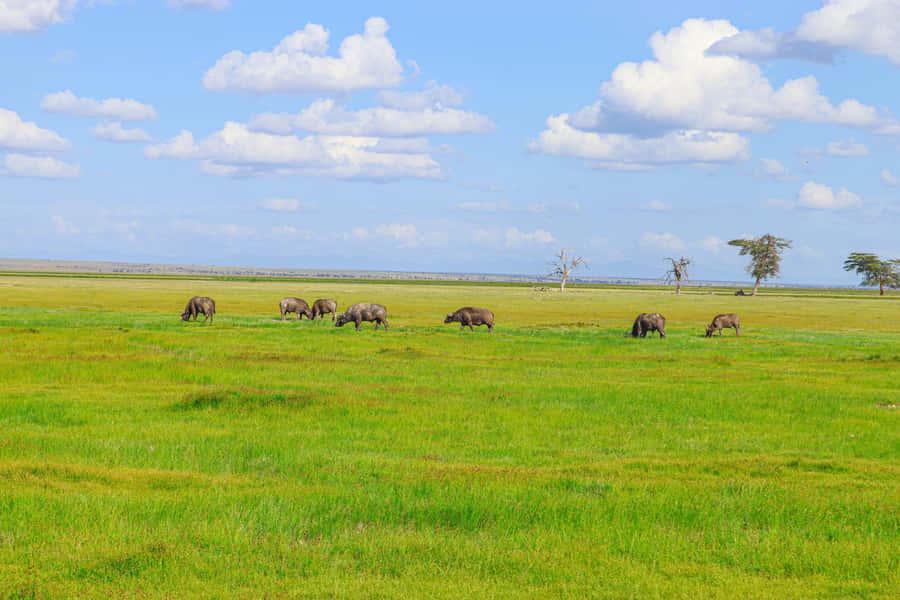 Amboseli National Park: Daytrip from Nairobi in a 4X4 Jeep - Entering Amboseli with an open-roof 4x4