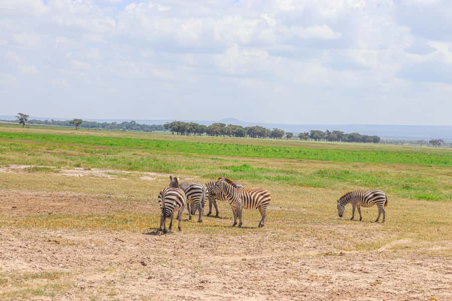 Amboseli National Park: Daytrip from Nairobi in a 4X4 Jeep - The five-hour game drive and what you may see