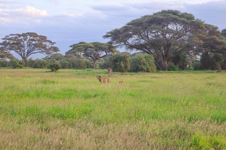 Amboseli National Park: Daytrip from Nairobi in a 4X4 Jeep - Is $280 a fair price?