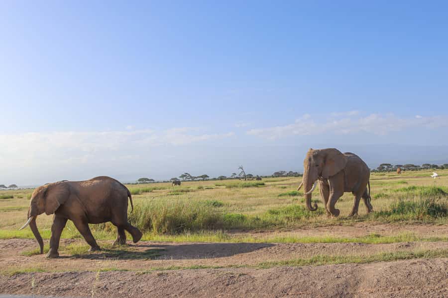 Amboseli National Park: Daytrip from Nairobi in a 4X4 Jeep - Who should book this day trip?