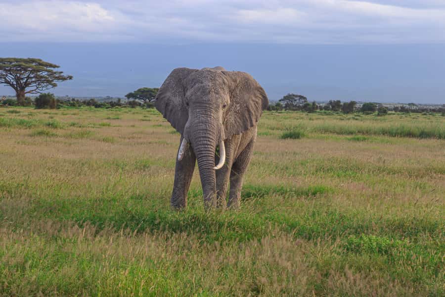 Amboseli National Park: Daytrip from Nairobi in a 4X4 Jeep - Leaving Nairobi for Maasai country