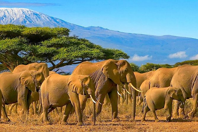 Amboseli National Park Full Day Guided Tour - Why Amboseli makes a strong one-day safari