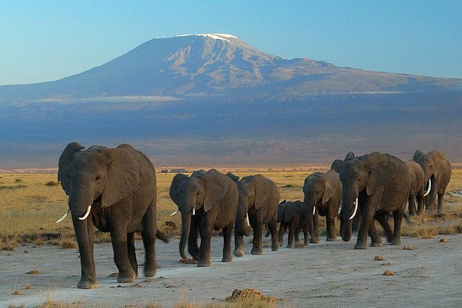 Amboseli National Park Full Day Guided Tour - What the USD 195 price really covers