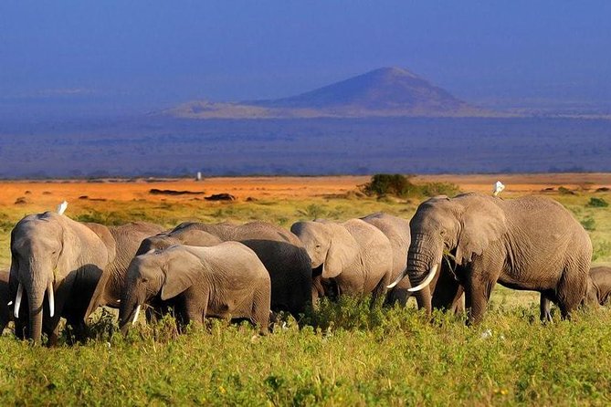 Amboseli National Park Full Day Guided Tour - Food, drinks, and practical planning