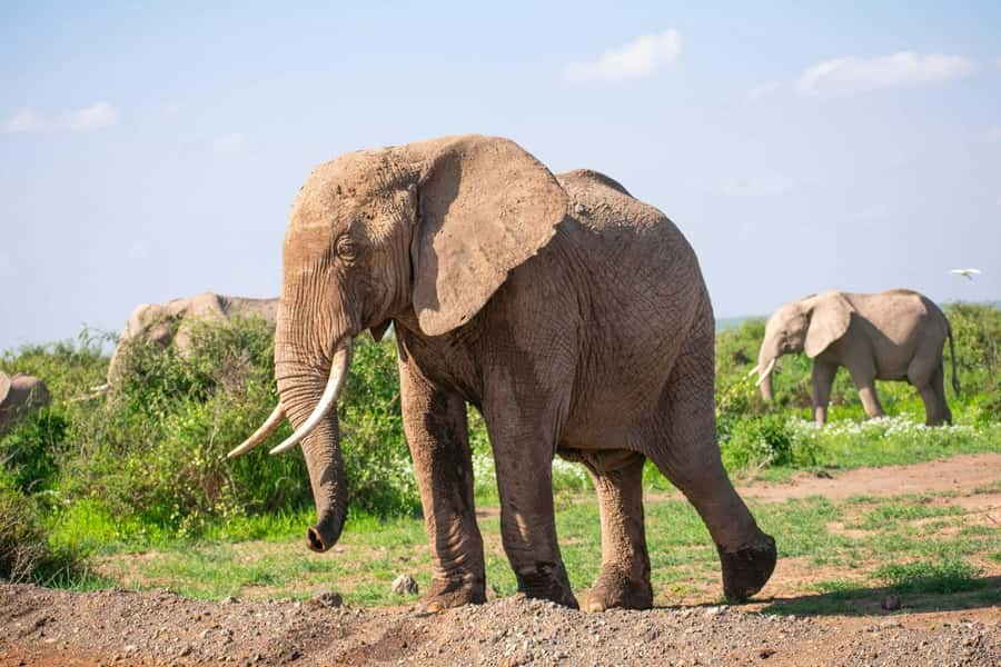 Amboseli National Park: Full Day Tour From Nairobi - Key points to know before you book