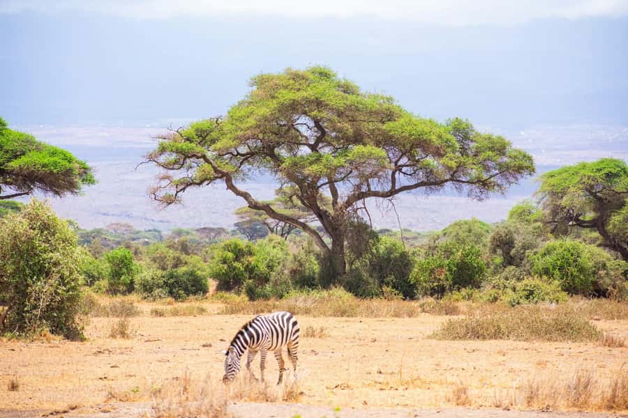 Amboseli National Park: Full Day Tour From Nairobi - The first Amboseli game drive