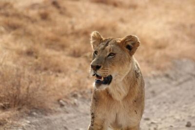 Amboseli National Park: Full Day Tour From Nairobi