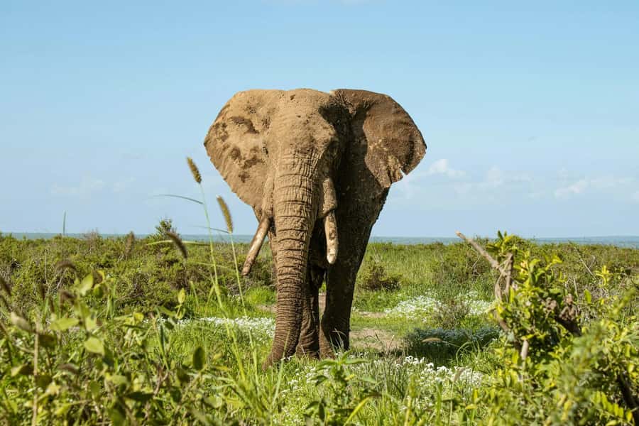 Amboseli National Park: Full Day Tour From Nairobi - Mount Kilimanjaro: time your expectations