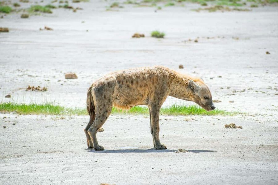 Amboseli National Park: Full Day Tour From Nairobi - The afternoon drive and return to Nairobi