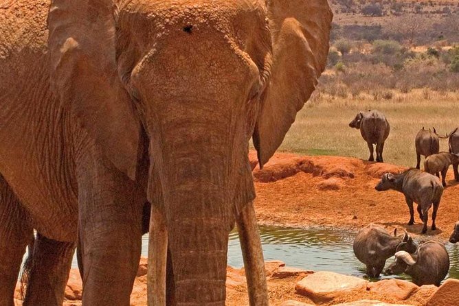 Amboseli National Park: Guided Full Day Tour - Why Amboseli makes a strong one-day safari