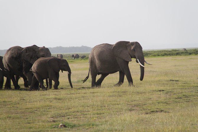 Amboseli National Park Guided Full Day Tour - Who this tour suits best